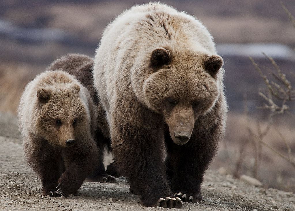 Grizzly Bear